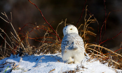 Snowy Owls