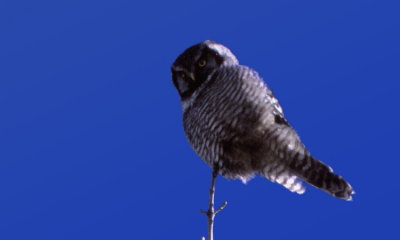 Hawk, Pygmy, Boreal, Screech and other small owls