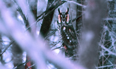 Long-eared Owl