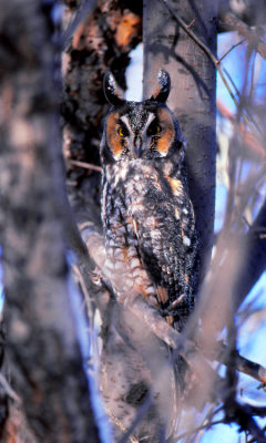 Long and Short eared Owls