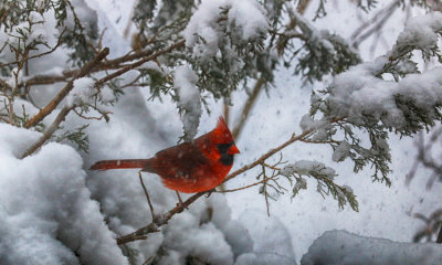 Birds of Riverwood