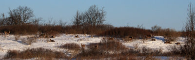 White-tailed deer herd