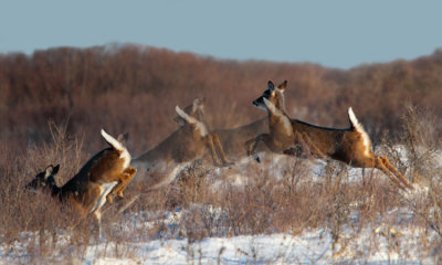 White-tailed deer leaping sequence