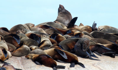 South African Fur Seals