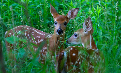White-tailed fawns