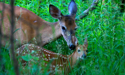 White-tailed doe with fawn