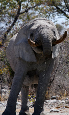 Antelope, Zebras, Rhinos and Elephants of Namibia