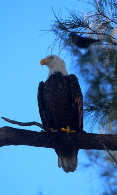 Bald Eagle