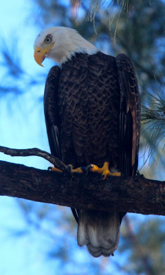 Bald Eagle