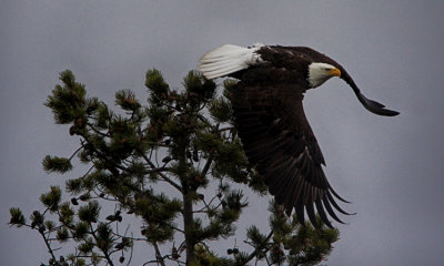 Bald Eagle