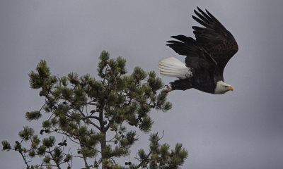 Bald Eagle