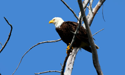 Bald Eagle