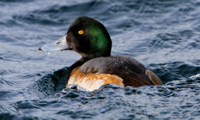 Greater Scaup (m)