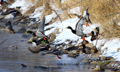 Mallard and Black Ducks
