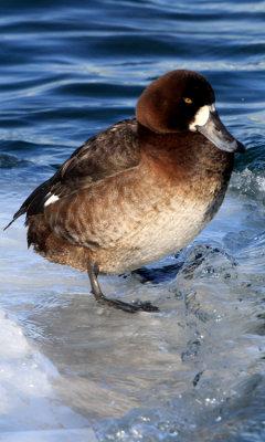 Greater Scaup (f)