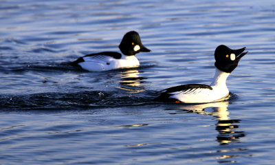 Buffleheads and Goldeneyes