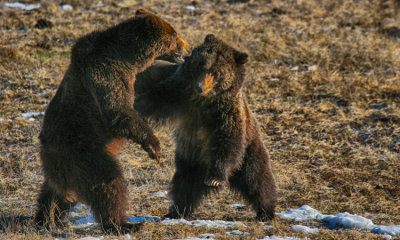 Grizzly Bear