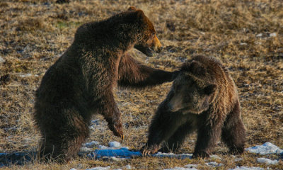 Grizzly Bear