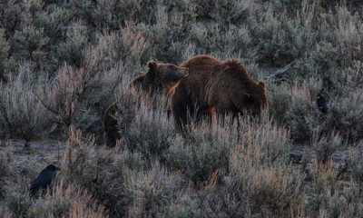 Grizzly Bear