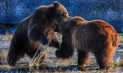 Grizzly Bear