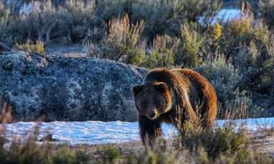 Grizzly Bear