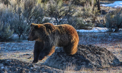 Grizzly Bear