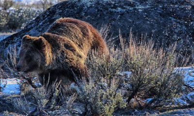 Grizzly Bear