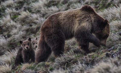 Grizzly Bear