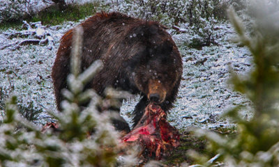 Grizzly Bears