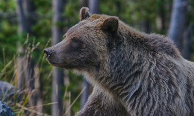 Grizzly Bear