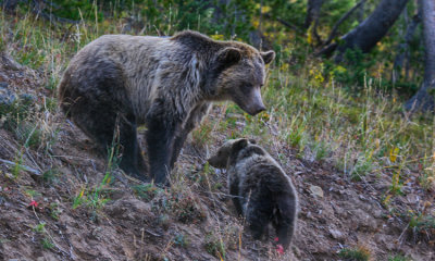 Grizzly Bear