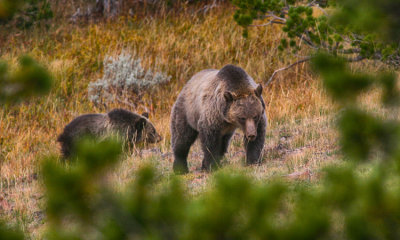 Grizzly Bear