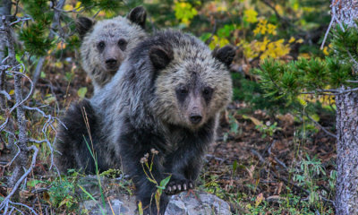 Grizzly Bear