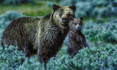 Grizzly Bear