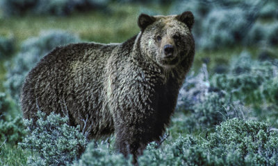 Grizzly Bear