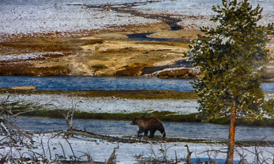 Grizzly Bear