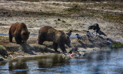 Grizzly Bear