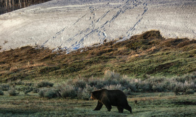 Spring Wanderer, Grizzly Bear