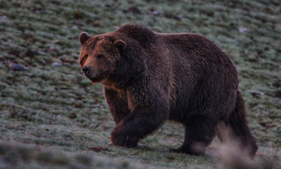 Grizzly Bear