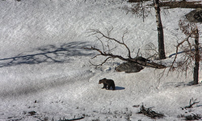 Grizzly Bear