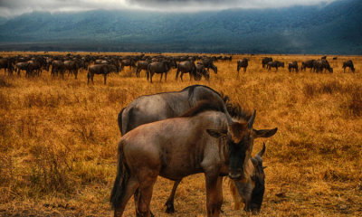 Brindled wildebeest