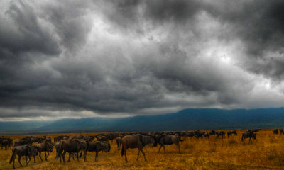 Brindled wildebeest