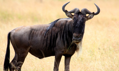 Brindled wildebeest