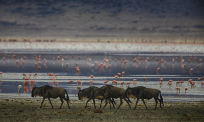 Brindled wildebeest w flamingo