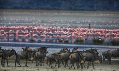 Brindled wildebeest-w flamingo