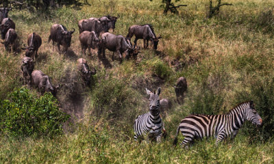 Brindled wildebeest w zebra
