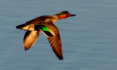 Green-wing teal