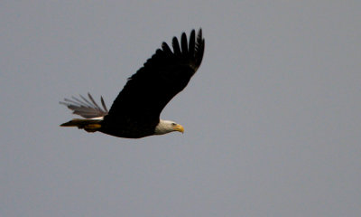 Bald eagle