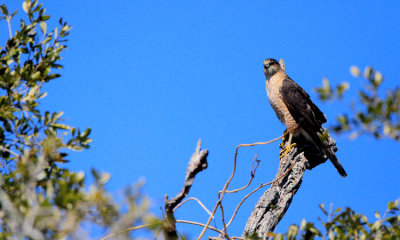 Cooper's hawk
