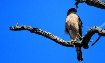 Cooper's Hawk Gallery
